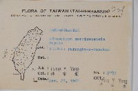 玉山沙參藏品圖，第2張