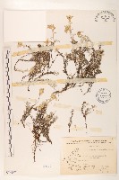 玉山薄雪草藏品圖，第1張