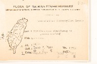 玉山薄雪草藏品圖，第2張