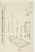 藤胡頹子藏品圖，第2張