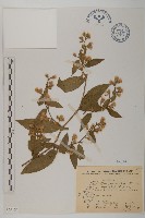 大頭艾納香藏品圖，第1張