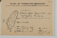 大頭艾納香藏品圖，第2張