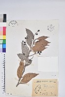 珍珠花、長尾葉越橘藏品圖，第1張