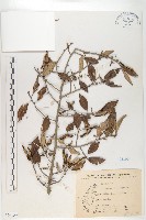 鄧氏胡頹子藏品圖，第1張