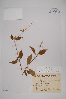 日本牛膝藏品圖，第1張