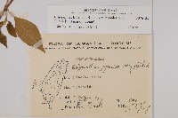 日本牛膝藏品圖，第2張