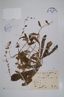 盾果草藏品圖，第1張