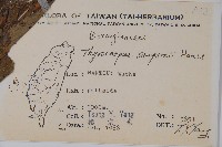 盾果草藏品圖，第2張