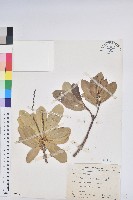 蘭嶼土沉香藏品圖，第1張