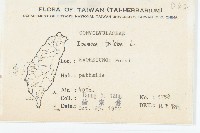 紅花野牽牛藏品圖，第2張