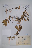 登錄號:S076140藏品圖，第1張