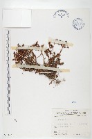 玉山佛甲草藏品圖，第1張