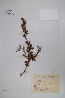 玉山小蘗藏品圖，第1張