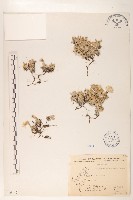 尼泊爾籟簫藏品圖，第1張