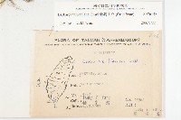 臺灣山芥菜藏品圖，第2張