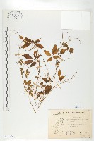 絞股藍藏品圖，第1張