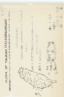 絞股藍藏品圖，第2張