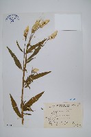 青葙藏品圖，第1張