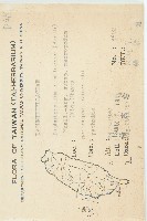 薄葉虎皮楠藏品圖，第2張