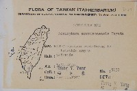 玉山沙參藏品圖，第2張