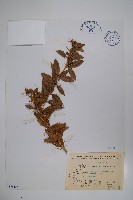 臺灣小蘗藏品圖，第1張