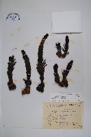 穗花蛇菰藏品圖，第1張