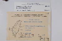 穗花蛇菰藏品圖，第2張