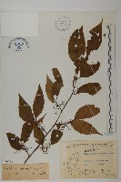 佩羅特木藏品圖，第1張