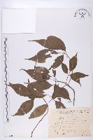 臺灣青莢葉藏品圖，第1張