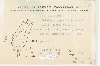 臺灣青莢葉藏品圖，第2張