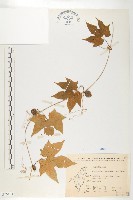 雙輪瓜藏品圖，第1張