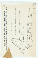 雙輪瓜藏品圖，第2張