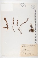 玉山佛甲草藏品圖，第1張