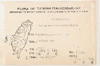 玉山佛甲草藏品圖，第2張