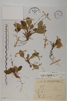 臺灣鬼督郵藏品圖，第1張