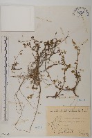 玉山艾藏品圖，第1張