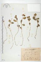 穗花八寶藏品圖，第1張