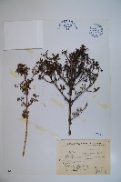 川上氏忍冬藏品圖，第1張