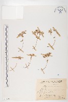 紅子佛甲草藏品圖，第1張