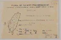 阿里山薊藏品圖，第2張