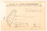 一枝黃花藏品圖，第2張