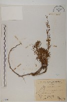 高山艾藏品圖，第1張