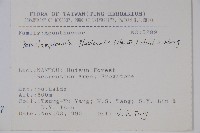 腺萼馬藍藏品圖，第2張