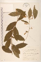 過山龍藏品圖，第1張