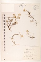 玉山薄雪草藏品圖，第1張