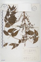 臺灣馬桑藏品圖，第1張