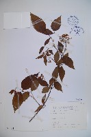 呂宋莢迷藏品圖，第1張