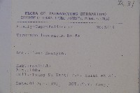 呂宋莢迷藏品圖，第2張