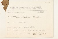 田代氏澤蘭藏品圖，第2張