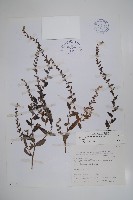 盾果草藏品圖，第1張